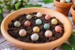 Blossombs Magbomba - Ajándék dekoráció