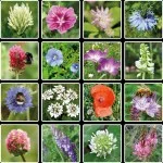 Blossombs Magbomba - Ajándék dekoráció