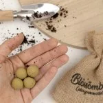 Blossombs Magbombák - Mini ajándékcsomag - Fűszerkert (4 db) - eredeti és praktikus ajándék egyben