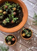 Blossombs Magbombák - Mini ajándékcsomag - Mindenért ezerszer köszönöm (4 db) - ajándékozz virágot másképp
