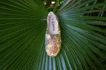 Perky Plantae