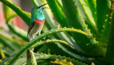 Hogyan használd az aloe verát a mindennapi ápolásban