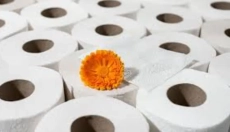 Bambusz toalettpapír: új megközelítés a higiéniában