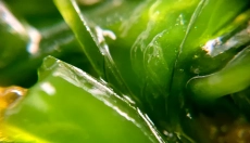 A klorofill segít méregteleníteni és regenerálni a testet.