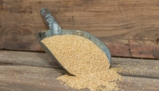 Az egészség és az ökológia kéz a kézben járnak a cirokkal