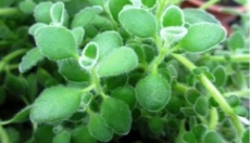 Hogyan segít a migrénovník a fejfájás és migrén ellen?