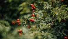 A csipkebogyóolaj segít megnyugtatni a bőrt, hidratálja és gyógyítja a hegeket